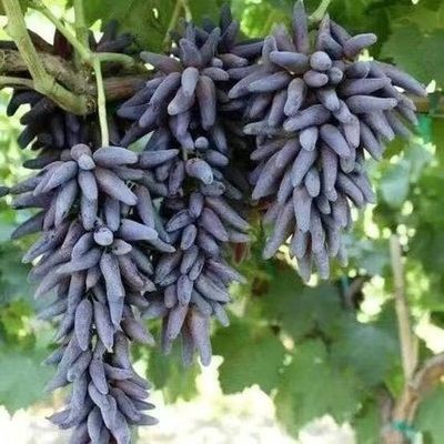 마녀손가락 인기상품 5년근 모종 [올해의 성과] +30cm(포함)~40cm(제외)