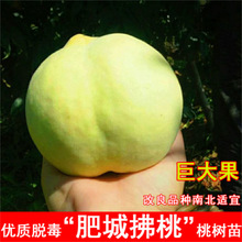 �Ҙ����ʳǷ��Ҙ���ˮ���Ҙ����S�Ҙ��箔��Y���ϱ����Nֲ����