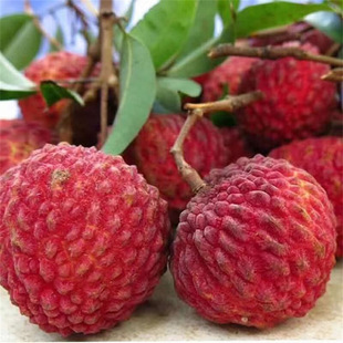 Gui Flavor Lychee Seedlings, Hanging Green Lychees, Seedless Feizixiao, March Red, Glutinous Rice Lychee Seedlings, Grafted Seedlings