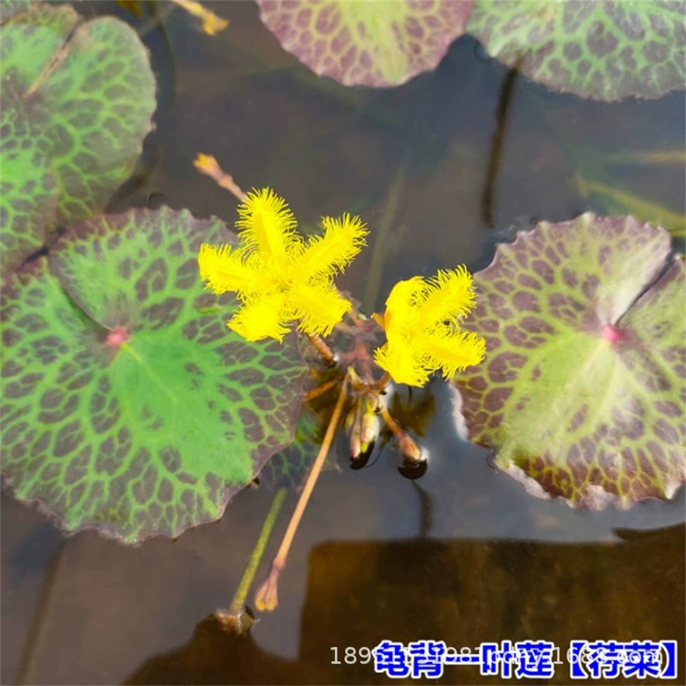 Желтая водяная лилия, водный дракон, прудовая змея, водные растения, гидропонные водные растения, водный дракон, очистка пруда, разведение рыбы и креветок, ландшафтный дизайн.