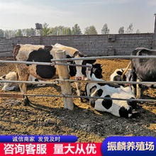 奶牛养殖场  高产奶牛 西门塔尔牛母牛犊  1-2岁高产奶牛