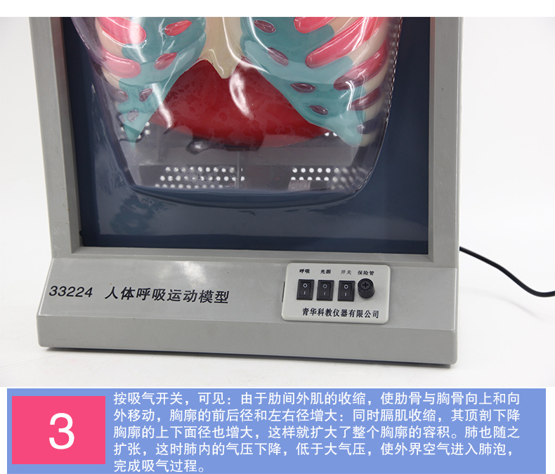 33224人体呼吸运动模型_07.jpg