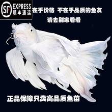 顺丰台湾蝴蝶鲤鱼球体短身大鳍长尾冷水鱼锦鲤红色观赏鱼苗活体
