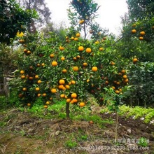 ���l�N�۶�Ʒ�N�޽Ӹ�����������Ƥ �۽�ɰ�� �������� Ҏ���Rȫ