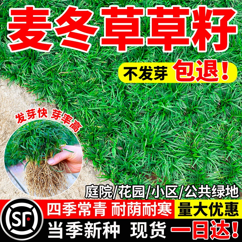 Семена Ophiopogon japonicus, японские нефритовые семена травы дракона, вечнозеленые гномические мелколистные широколистные садовые семена с золотистыми краями
