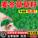麦冬草草籽日本玉龙草种子四季青矮生细叶宽叶金边绿化庭院种籽孑