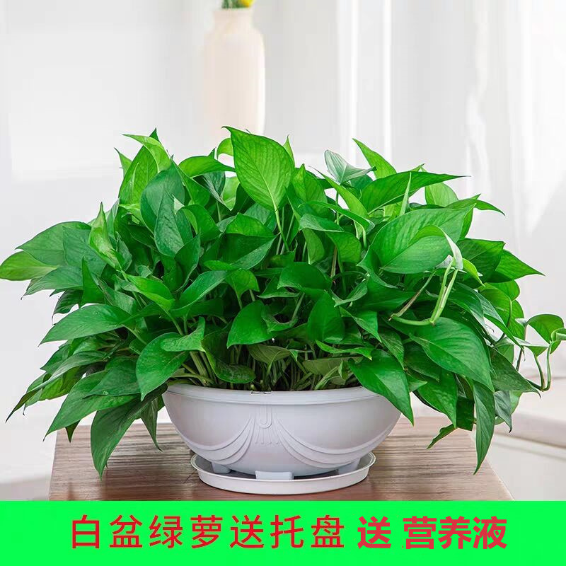 흰색 화분에 담긴 큰 포토스 120개 + 트레이 + 액체