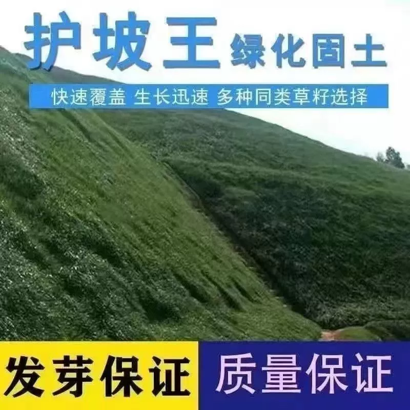 Семена травы для защиты склонов, термостойкие, всесезонные зеленые семена для защиты склонов, зеленые семена травы, устойчивые к высоким температурам и холоду, почвофиксирующие и засухоустойчивые семена травы.