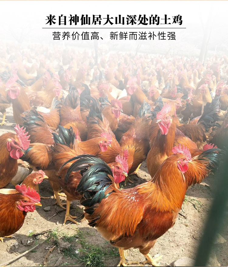 浙江土鸡散养三黄鸡农家原生态公鸡三林走地鸡整鸡现杀源头直供批-阿里巴巴