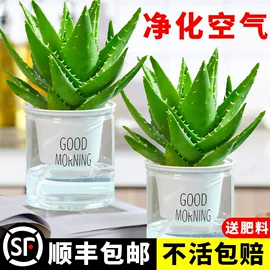 盆栽;灌木;种子