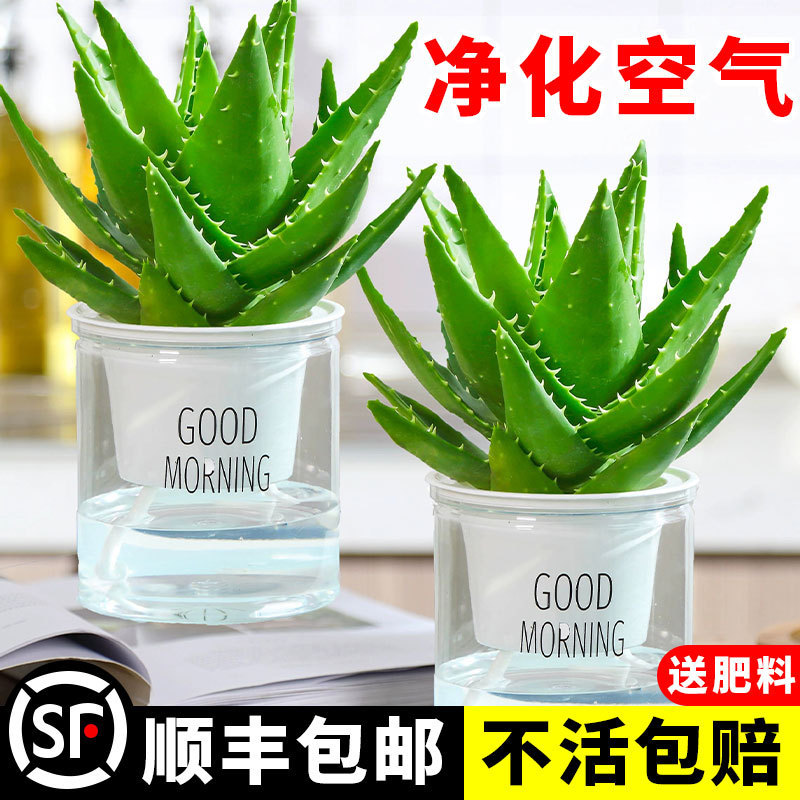 Aloe Vera Large Potted Indoor Air Purifying Plant Office Desktop Easy to Grow Green Plants Easy to Grow Florals in All Seasons