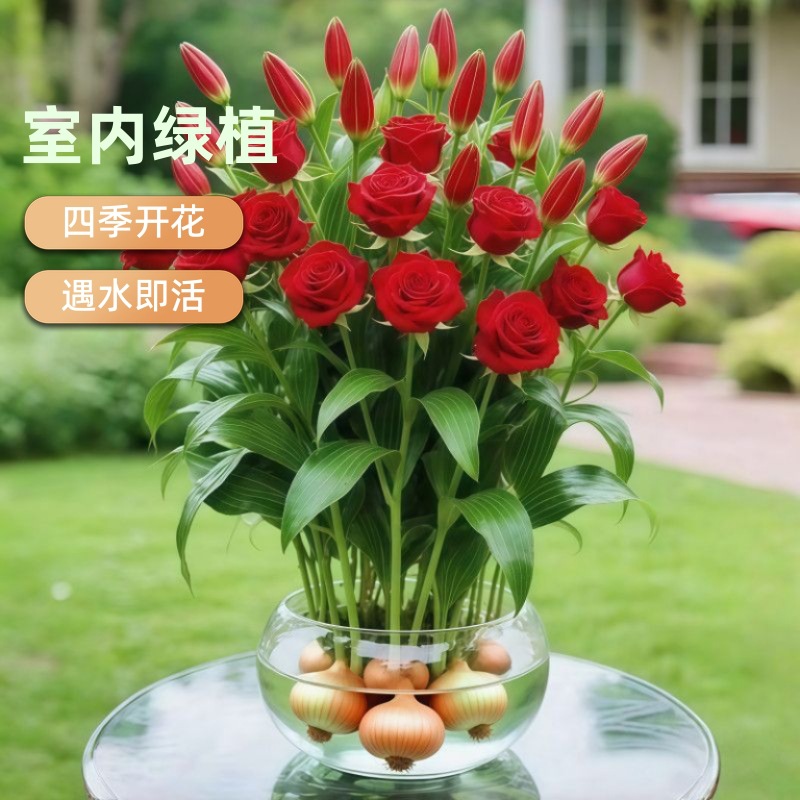 【遇水即活】浓香水培玫瑰花室内懒人水培植物水养办公室绿植盆栽