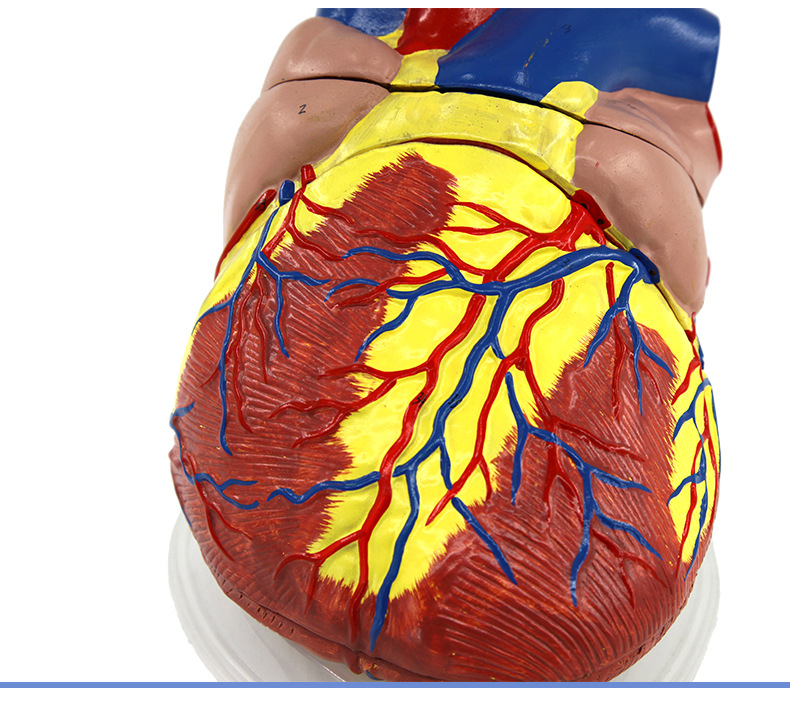 心脏解剖模型_11.jpg