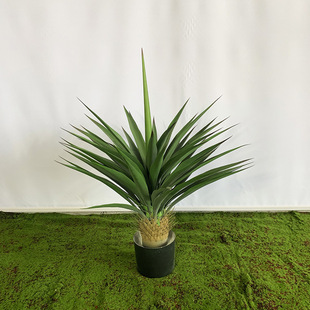 ���l���Ԅ�����ͷ��滢Ƥ�m�Gֲ�҃�����b���Ѫ�䄦�m������F