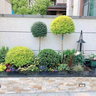 Landscaping Flower Border Plant Shape Landscape Shiny Ligustrum Lollipop Sichuan and Yunnan Wax Tree Courtyard Landscape Tree