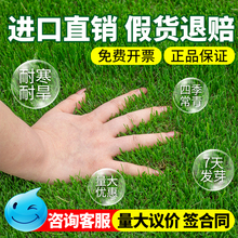 厂家批发信号草种子草坪草籽四季常青免修剪草原牧草护坡绿化种子