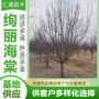 风景园林绚丽海棠树海棠树