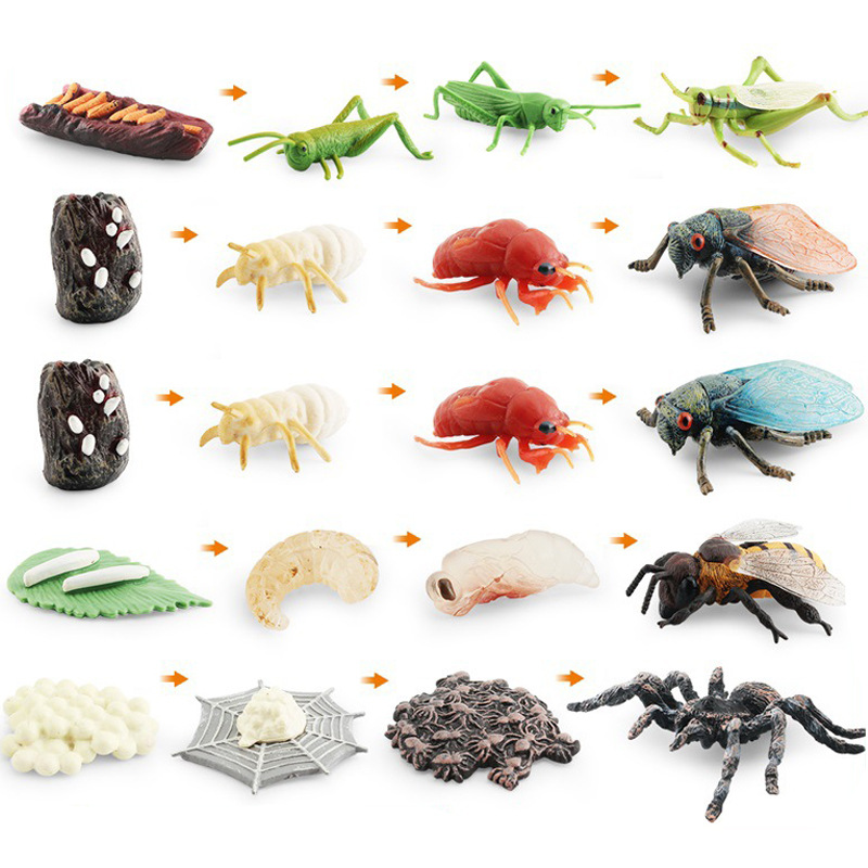 Transfronteriza simulación mini traje de insectos saltamontes abeja Araña ciclo de crecimiento etapa de vida cognitiva modelo de juguete