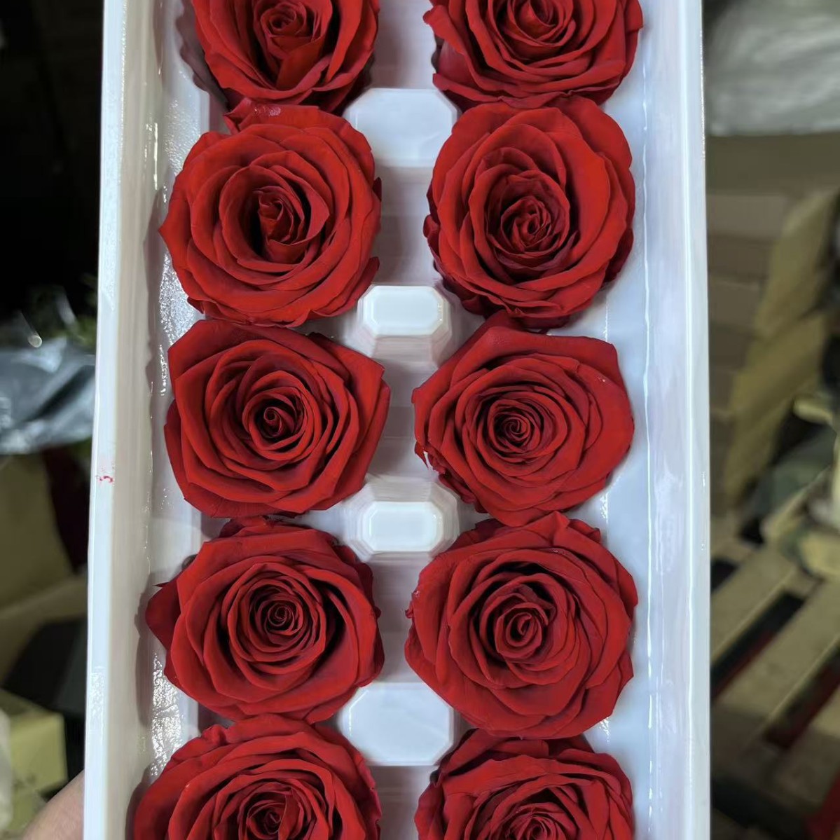Rosa Preservada B+ de 3-4 cm, Ramo de Flores Reales para DIY, Fabricante de Yunnan, Venta al por Mayor, Material Floral para el Día de San Valentín, Flores Secas 520