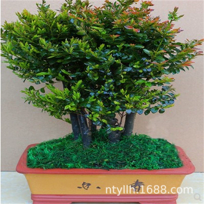 Лобулярное Красное сандаловое дерево бонсай старое ворсовое растение в помещении большое зеленое растение Гостиная Офис Рабочий стол в горшках черная кость чайное дерево пень