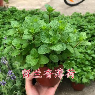Spearmint Seeds, Green Mint Seeds, Easy to Grow in All Seasons, Perennial Vanilla Potted Ornamental Mint, Small Smell