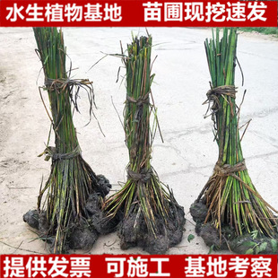 ˮ�[���[��ݸ�ݻ���ˮ��ֲ��ͦˮ�ӵ��G����ľ��������ˮ�|�����