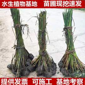 水葱苗葱蒲莞草花苗水生植物挺水河道绿化苗木池塘净化水质湿地苗