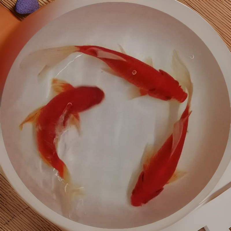 观赏鱼小金鱼活鱼红草金锦鲤锦鲫摆摊捞钓套圈不怕冷水鱼批发小型