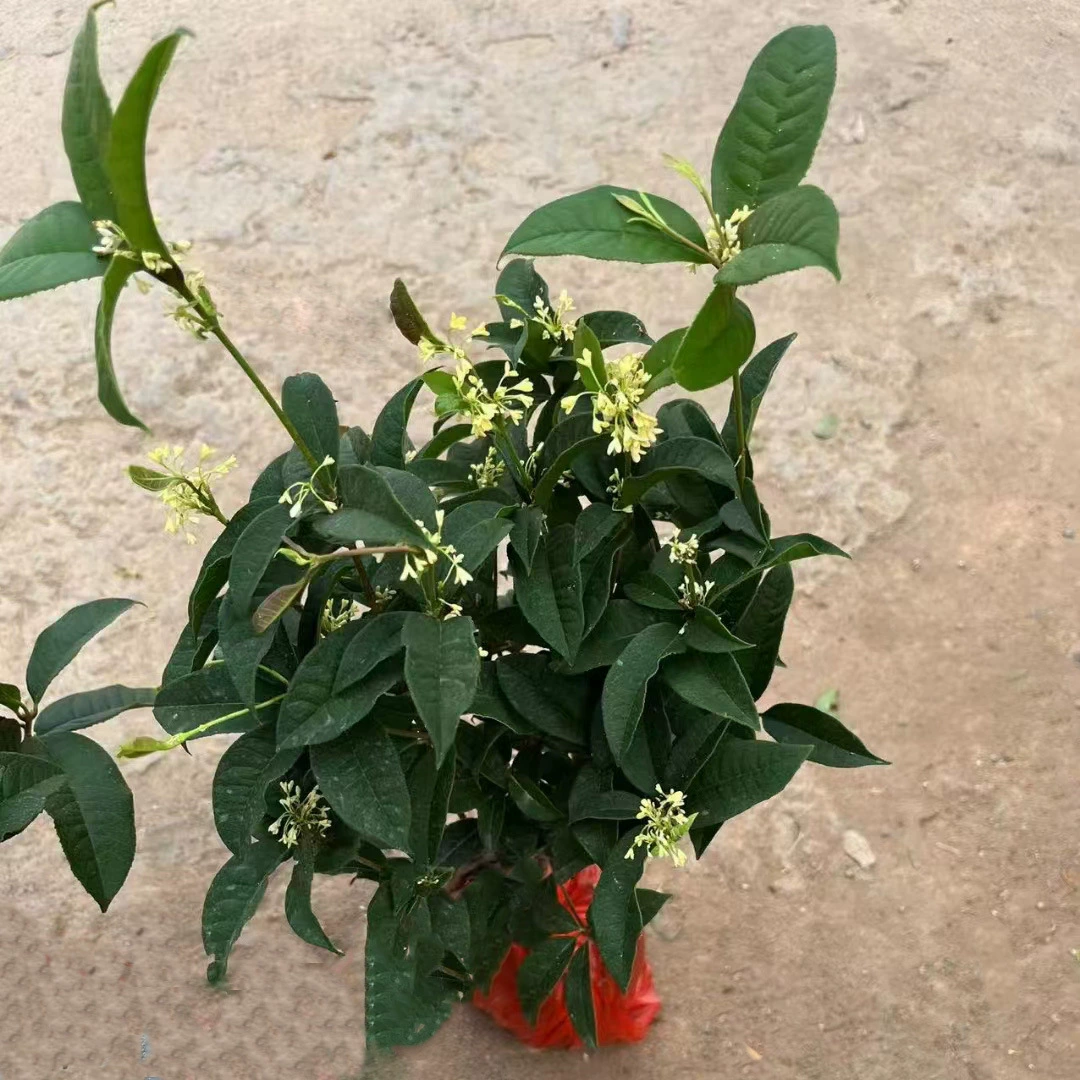 Османтус ароматы декоративные листва горшечные растения сад деревья зелень живые изгороди