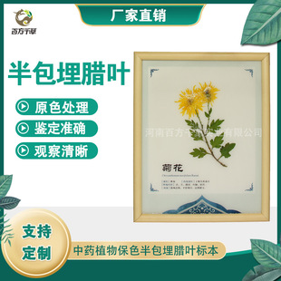Manufacturer's Spot Chinese Herbal Plant Color-preserving Half-pack Buried Cured Leaf Specimen Teaching Specimen