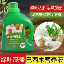 巴西木专用营养液植物水培巴旦木幸运木家用盆栽专用型肥料