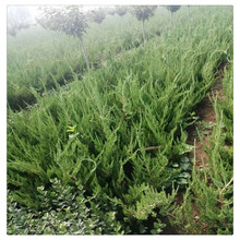 ���ػ������l ���� ����С�� ������ ɫ�K���ľG����ľ