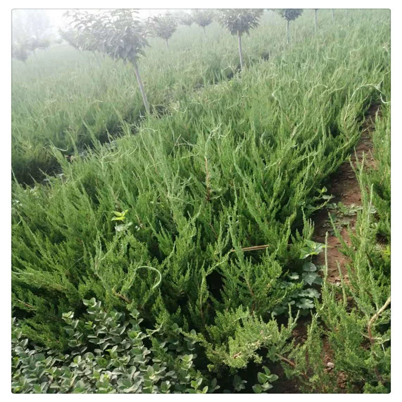 База Лунбай оптом Лунбай мелкие саженцы Лунбай мяч цветной блок орошения из зеленых саженцев