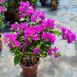 ����÷���Դ����Ϙ������ذ��ļ��ڻ��҃�ͥԺ�̨�U���Bֲ��