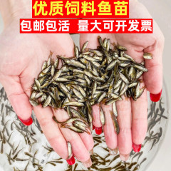 活魚用飼料、稚魚用飼料、小鯉用魚用飼料、蚊魚用魚用飼料、カメ用飼料、ナマズ苗用飼料、稚魚用飼料、カメ用飼料