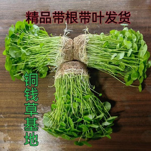 Soil Culture Hydroponic Plants Copper Coin Oxygenated Water Grass Water Culture Green Plants Money Grass Indoor Desktop All Year Round Factory Direct Sales