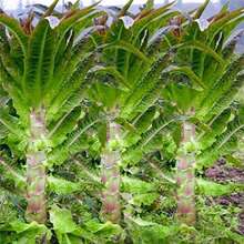 ��z�t�n�S�N�Ӵ���t�n�S�����ļ����NͥԺ�̨�����r���߲˼tƤ