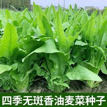 四季香油麦菜种子春秋青菜莜麦菜种籽农家菜园阳台盆栽蔬菜孑