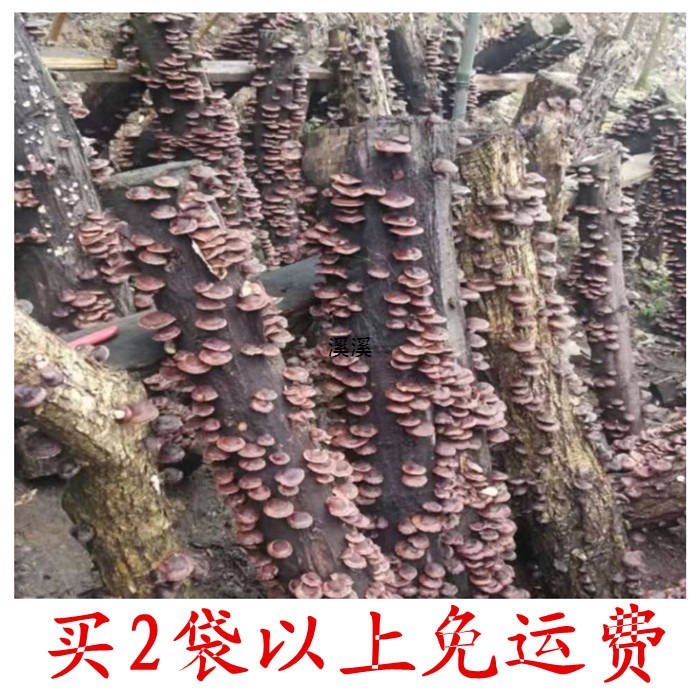 香菇种 种木头的香菇种 椴木香花菇种包香菇栽培种包邮