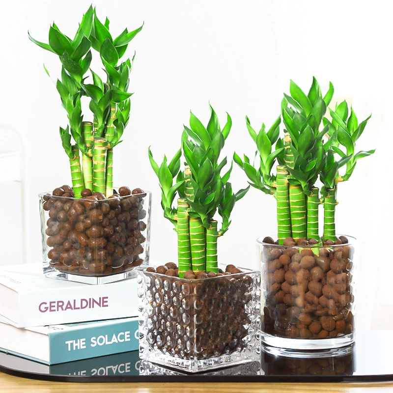 Гидропоника с корнем лотоса Бамбук Wenchang Бамбуковые Комнатные цветы в горшках Хорошая вода, поднимающая зеленые растения Lucky Guanyin Bamboo