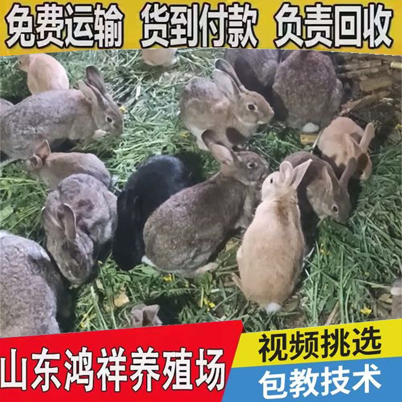 u=1008147151,1273052250&am