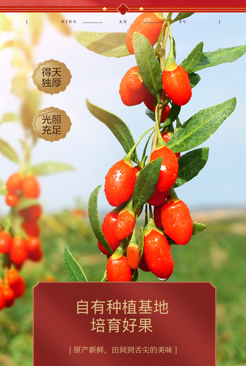 Ning'anbao Goji Berries Ningxia Premium Large Ready to Eat Gift Box 540g quality and texture