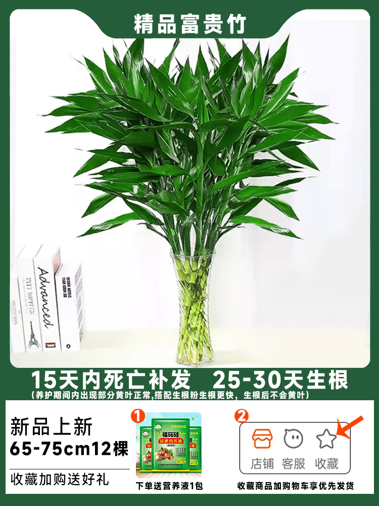 [핫셀 추천] 행운죽 65-75cm 12개 무료 영양액