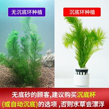 蜈蚣草水草植物养龟鱼缸造景鱼草缸净水绿植新手养鱼绿菊后景草