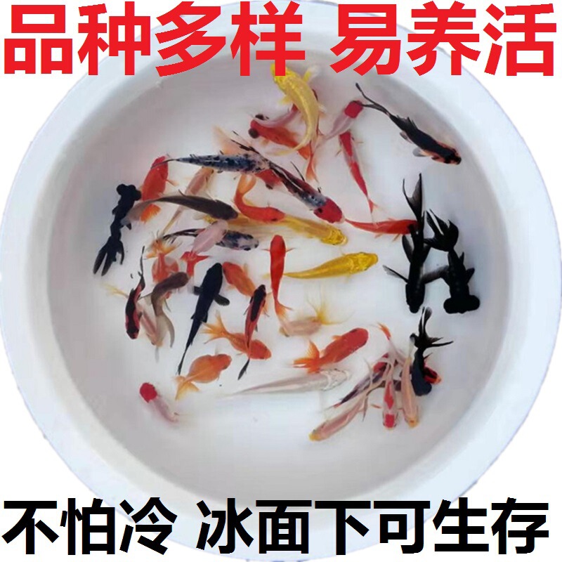 Cold Water Ornamental Fish, Freshwater Small Goldfish, Easy to Grow and Live, Fish Fry, Live Small Koi Live Fish, Pet Wholesale