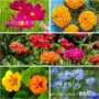 代发家庭家用小包装花种子