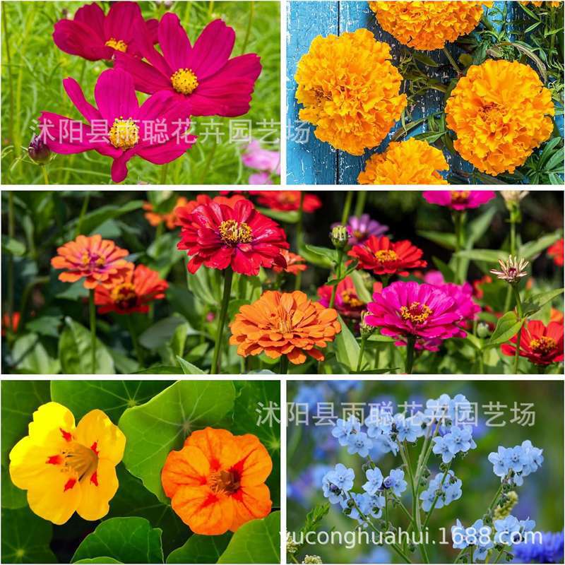【跨境供货】家用种子小包装组合代发四季通用易种家庭园艺花种子