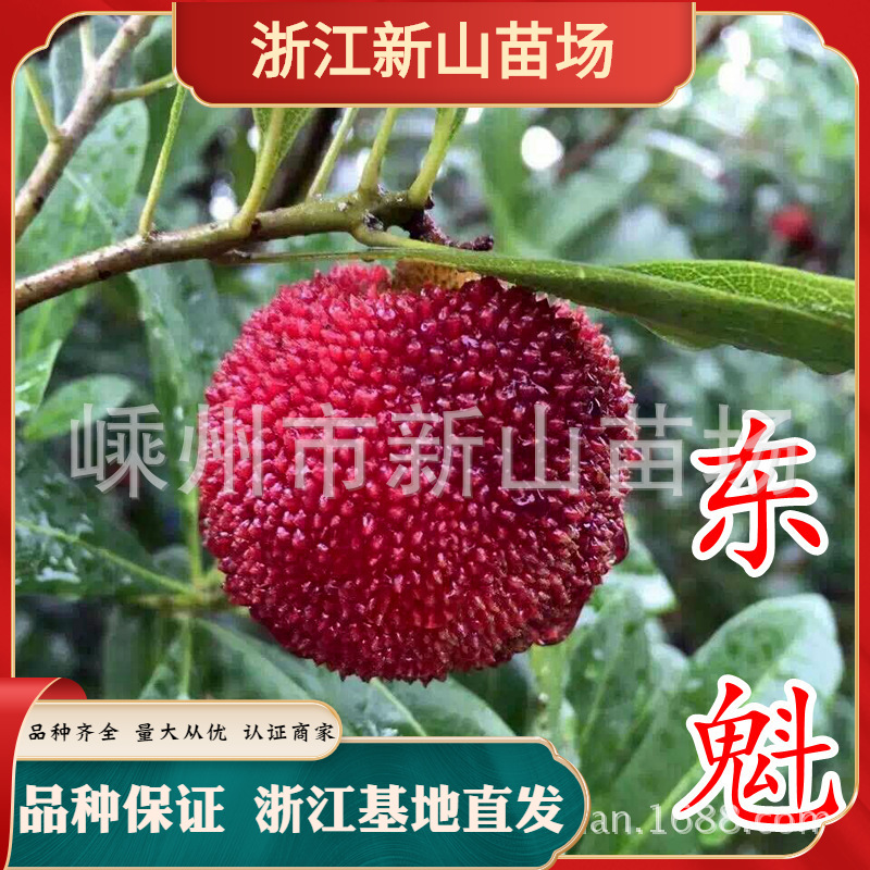 仙居东魁杨梅苗 新品种王子安海深红种大果嫁接水晶杨梅树杯苗