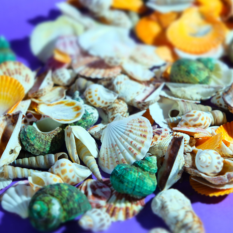 Bricolaje accesorios hechos a mano joyería de estilo antiguo fondo marino conjunto mixto concha natural campanilla de viento concha tridimensional flor al por mayor