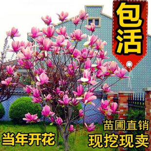山玉蘭白玉蘭圖片 海量高清山玉蘭白玉蘭圖片大全 阿里巴巴